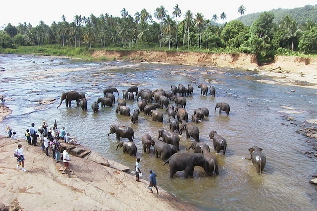 Pinnnawala Elephant Orphanage Elephants Bathe at River