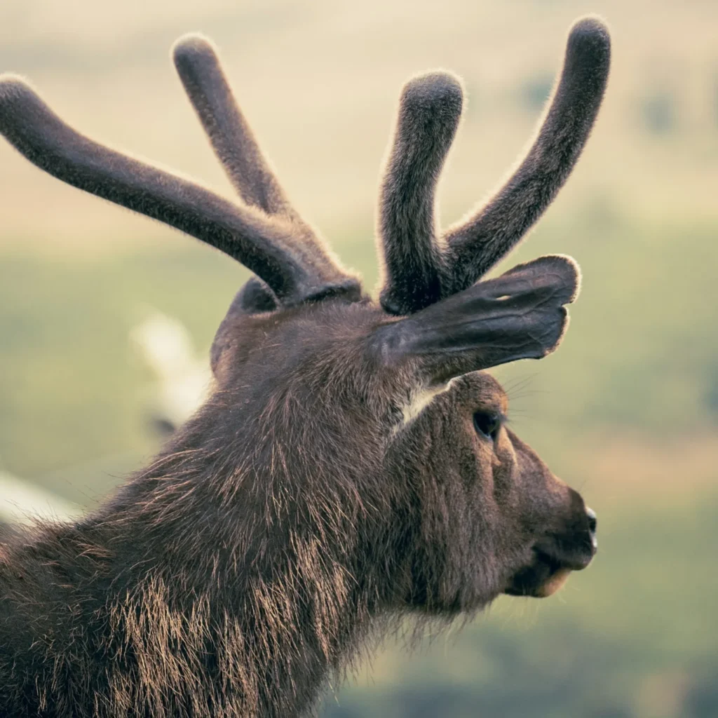 Deer Horton Plains