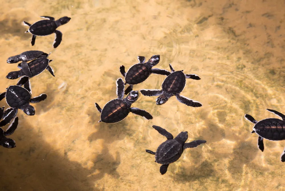 Newborn turtles in water sea turtles Sri Lanka