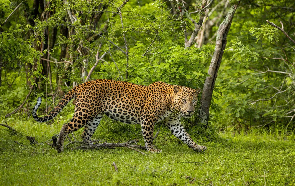 Sri Lankan Leopard