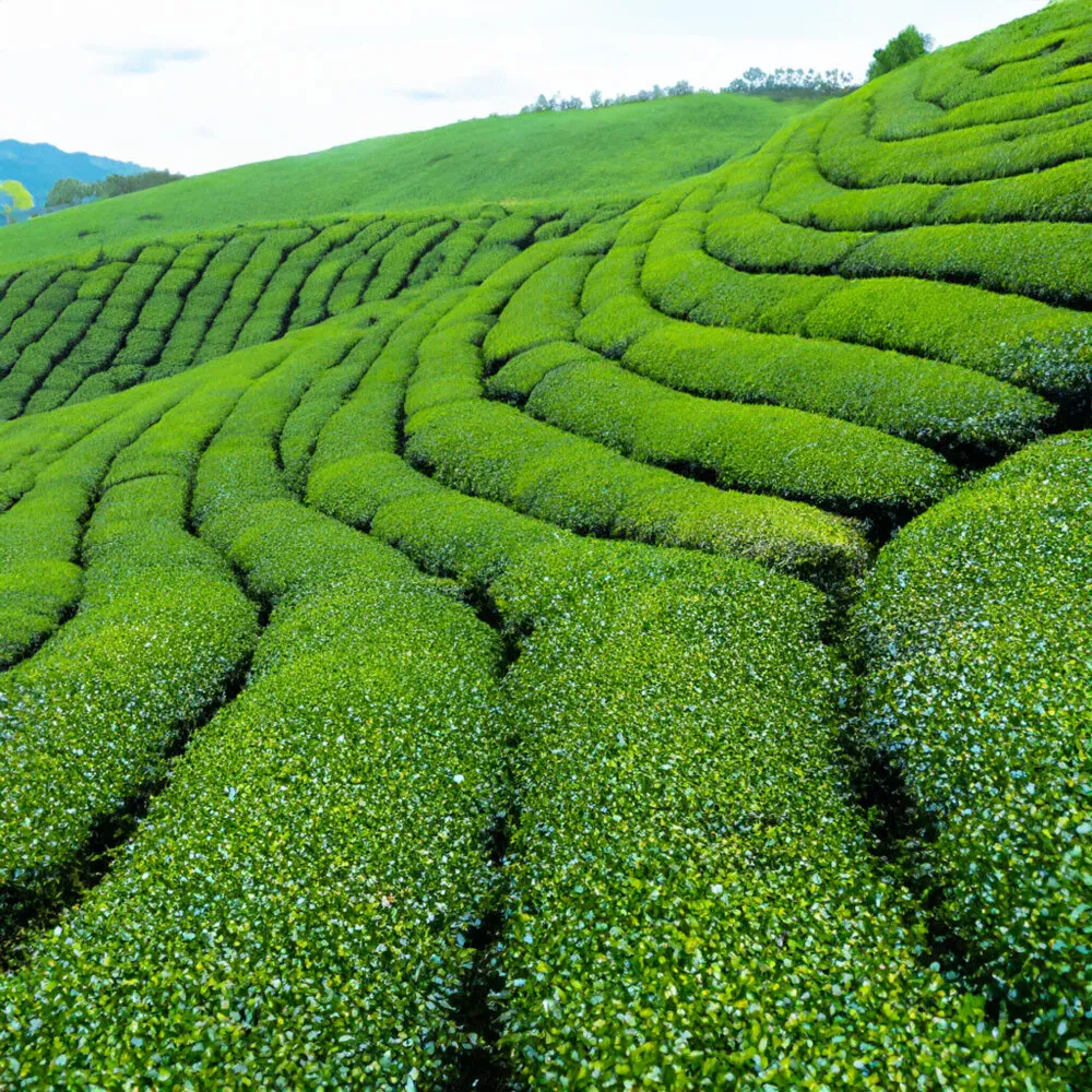 Tea Lands Sri Lanka