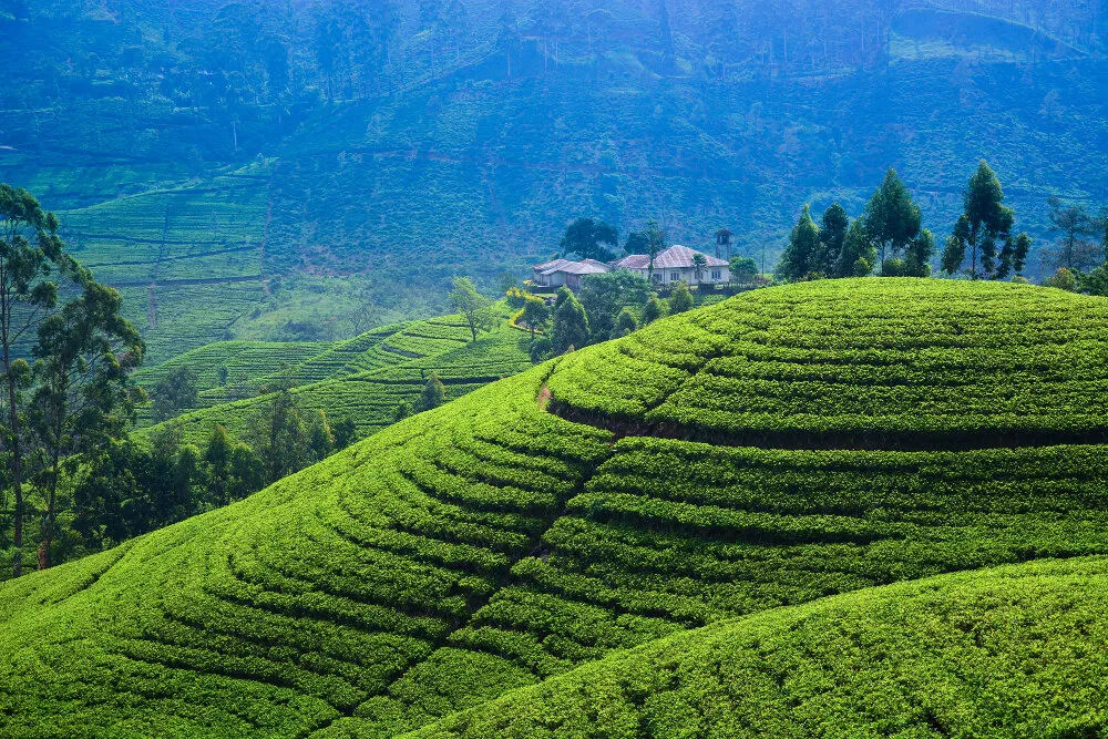 Tea plantation in Sri Lanka